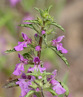 Nerved-Calyx Stachys 