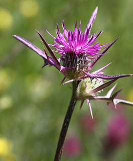 Syrian Thistle 