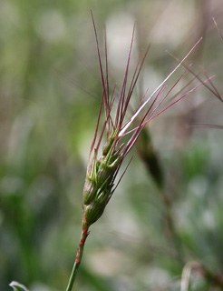 Goatgrass 