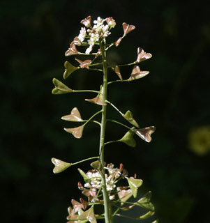 Shepherd's purse, Mother's heart 