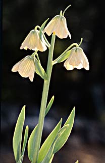 Persian Fritillary 