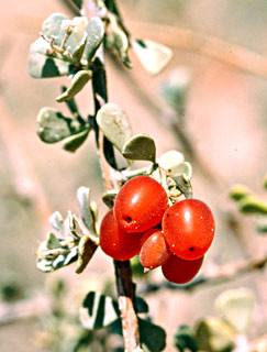 Nitraria retusa