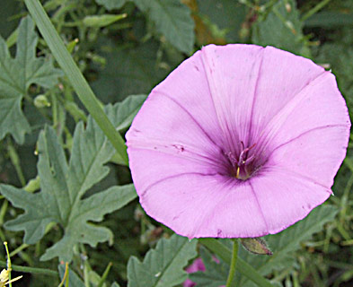 Falmate Bindweed 