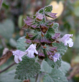 Lemon Balm  