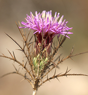 Beautiful Distaff-thistle 