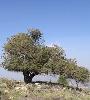 אלה אטלנטית