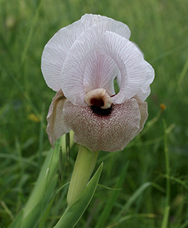 Lortet's Iris 