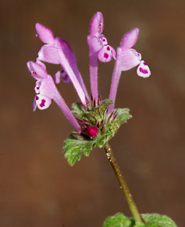 Henbit deadnettle 