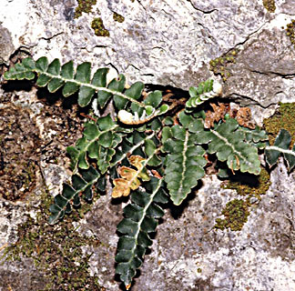 Scaly spleenwort 