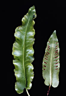 Hart's Tongue Fern 