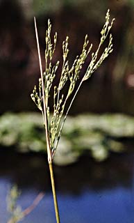 Creeping Millet 