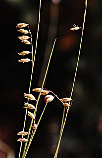 Small Melick Grass 