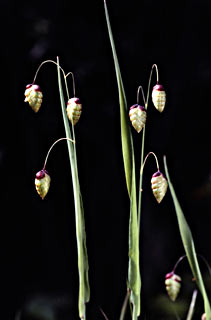 Large Quaking-grass 