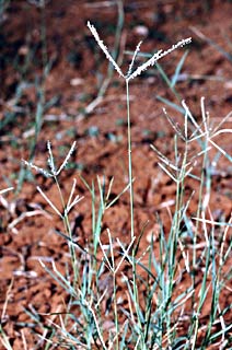 Bermuda Grass, Dog's Tooth 