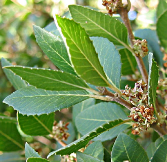 Broad-Leaved Phillyrea 