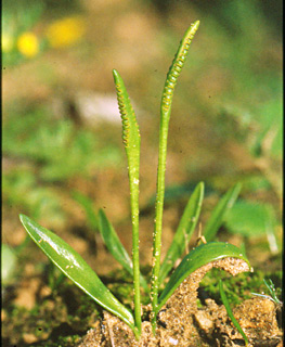 Lesser Adder's Tongue 