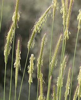 Hordeum bulbosum