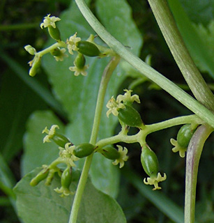 Common Black-bryony, Lady's seal 