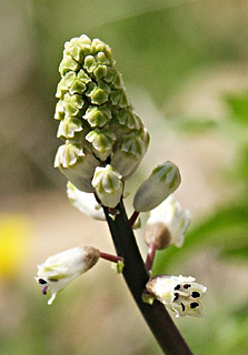 Bellevalia flexuosa