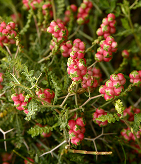 Prickly Burnet 