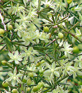 Prickly Asparagus 