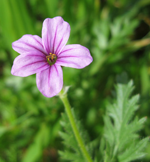 Stork's bill 