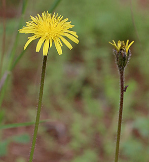 Tuberous Hawkbit 