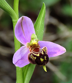 Ophrys apifera