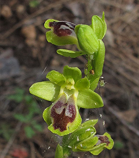 Yellow Ophrys, Yellow Bee Orchid 