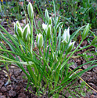 Dove’s dung, Star of Bethlehem flower 