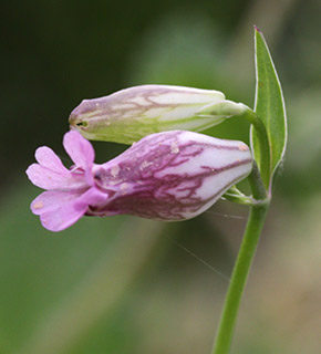 Bladder Campion 