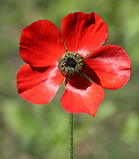 Turban Buttercup, Scarlet crowfoot 