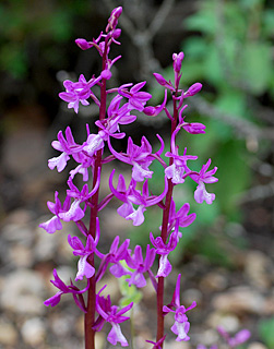 Anatolian Orchid 