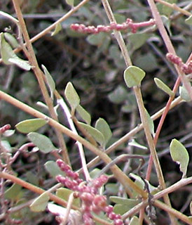 Shrubby Saltbush 