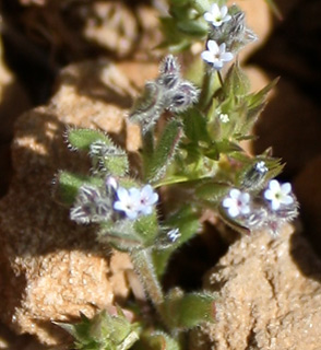 Myosotis refracta