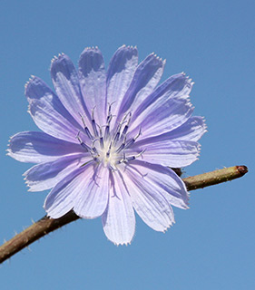 Cichorium  pumilum