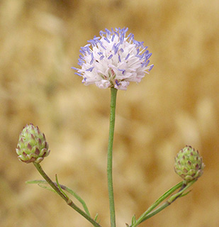 Cephalaria joppensis