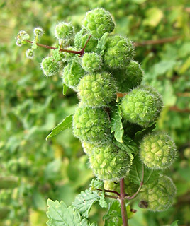 Roman Nettle 