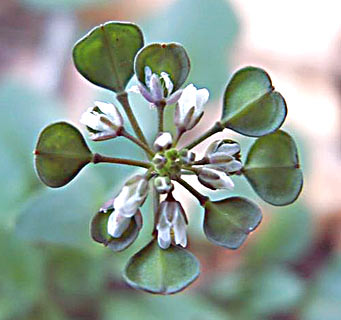 Perfoliate Penny-cress 