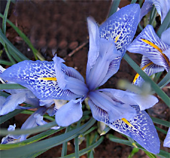 Histrio Iris 