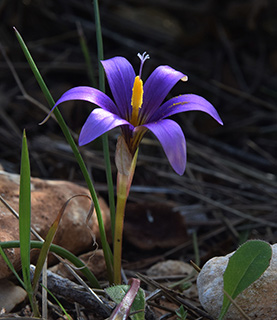 Phoenician Romulea 