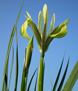 Grant-Duff's Iris 