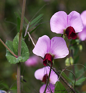 Tall Wild Pea 