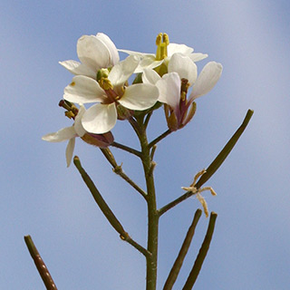 טוריים מצויים