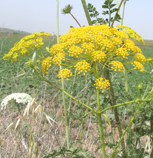 Bishop's Weed 