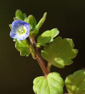 Twin Speedwell 