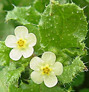 Egyptian Alkanet 