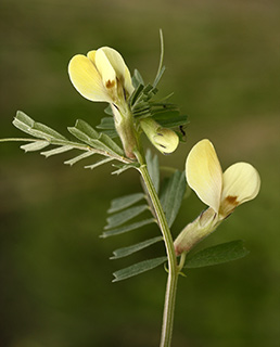 Hairy Yellow Vetch 