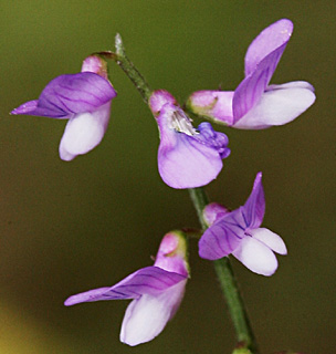 Palestine Vetch 