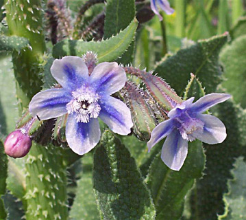 Prickly Alkanet 